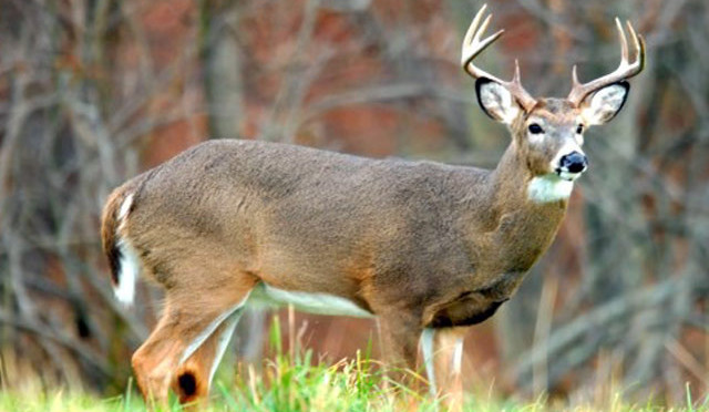 Deer Season is upon us!