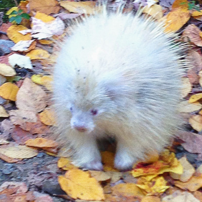 Fluffy, the elusive albino porcupine living in the park. Photo by Jen Hogan.