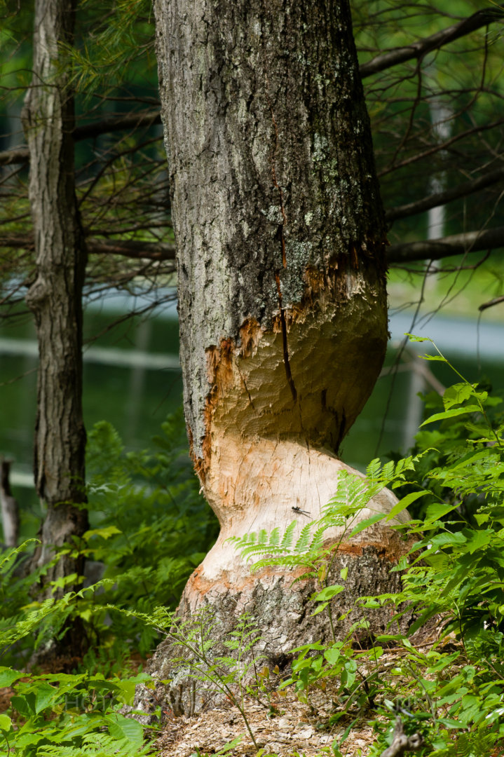 A large oak tree chewed by beavers.