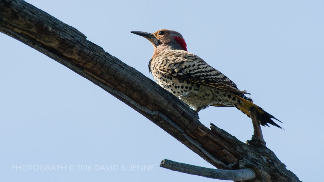 A Northern Flicker perched on a dead tree limb at Muddy Pond.