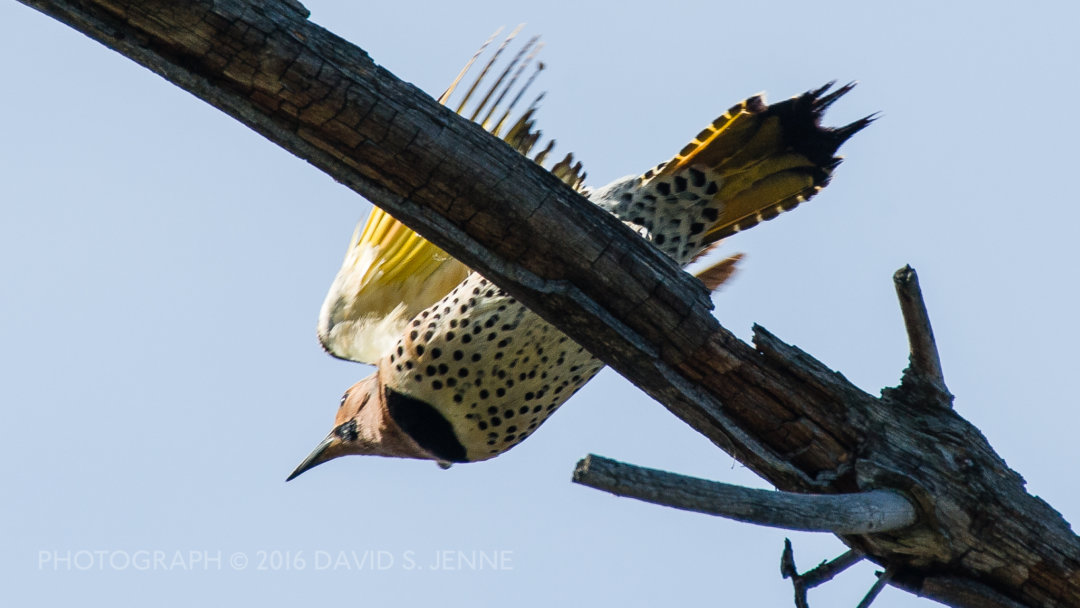 A Northern Flicker flys off across the pond.