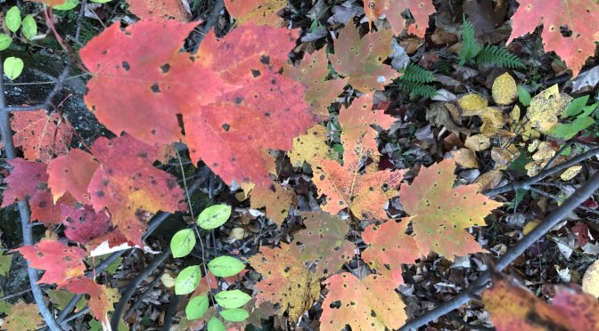 Fall Nature Report